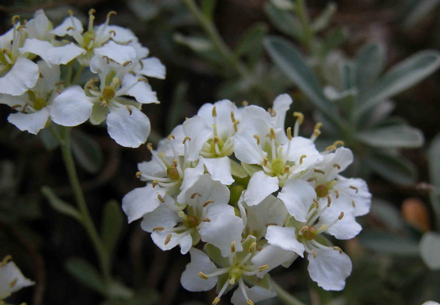 Alison, Large fruited flower